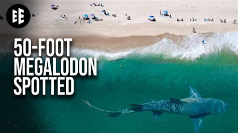 megalodon real life|evidence of megalodon still alive.